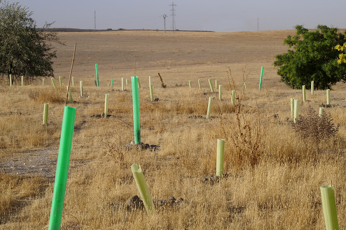 Madrid es hoy más verde y sostenible